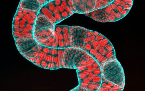 A confocal image of developing eggs from the ovary of the parasitic wasp Microplitis demolitor (green represents actin filaments and pink represents nuclei). LSM 710. Imaged by Kandasamy, BMC.