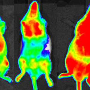 Animal Imaging Services