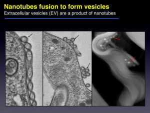nanotubes fusion vesicles