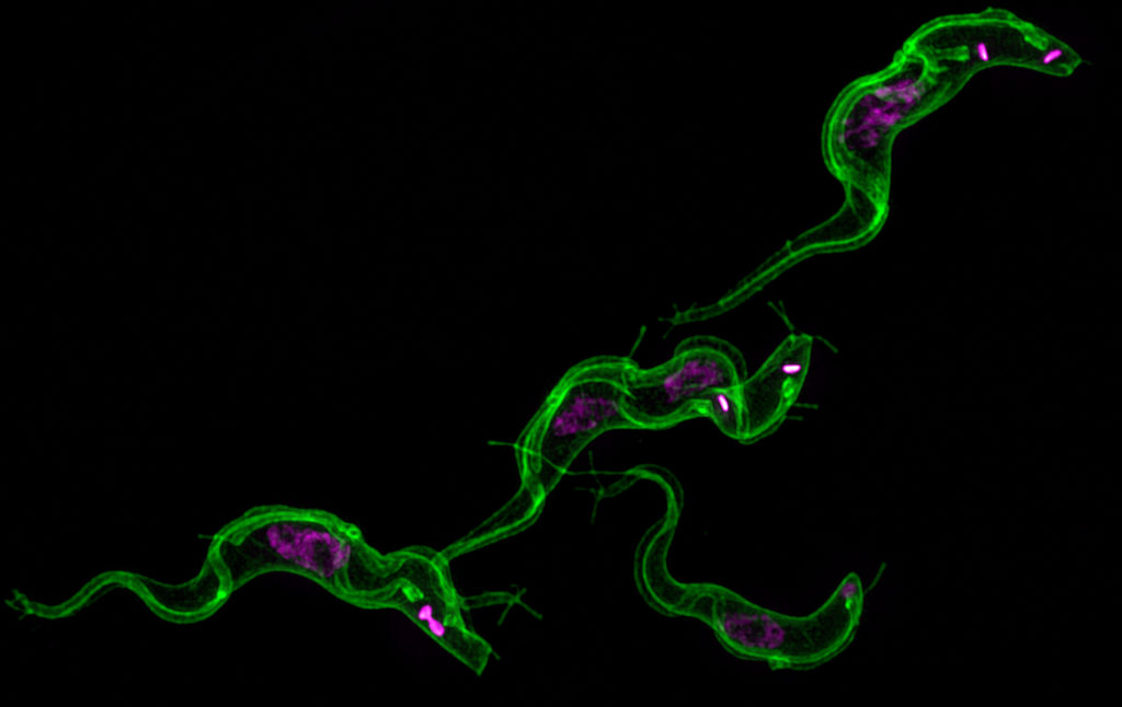 Trypanosoma brucei stained with mCLING