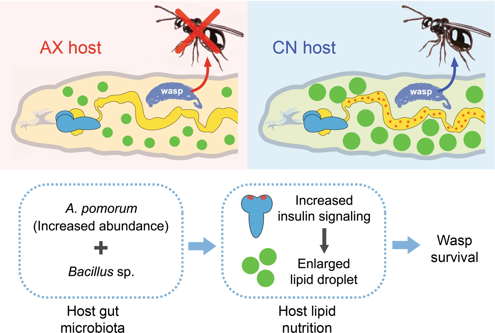 Parasite Reliance On Its Host Gut Microbiota For Nutrition And Survival 