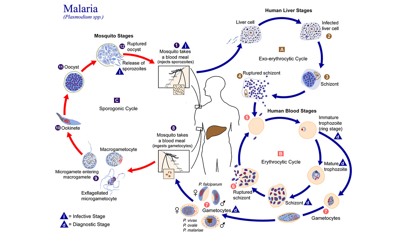 Life cycle of malaria