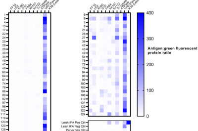 Figure 2. Heatmap of multiplex microsphere immunoassay reactivity of 60 canine serum previously tested for Trypanosoma cruzi antibodies by an indirect fluorescent antibody (IFA) test (grouped by previous IFA result), and reactivity of Leishmania and canine parvovirus controls.
