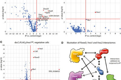 Interactomes of FbxwD-FLAG3 and FLAG3Vwa1. Immunoprecipitations of FLAG tagged targets using anti-FLAG mAb M2 from cells solubilized in non-ionic detergent (0.2% NP-40) were subjected to a proteomics work-flow that included generation of peptides with endo Lys-C and trypsin followed by detection by nLC MS/MS and quantitation by spectral counting.