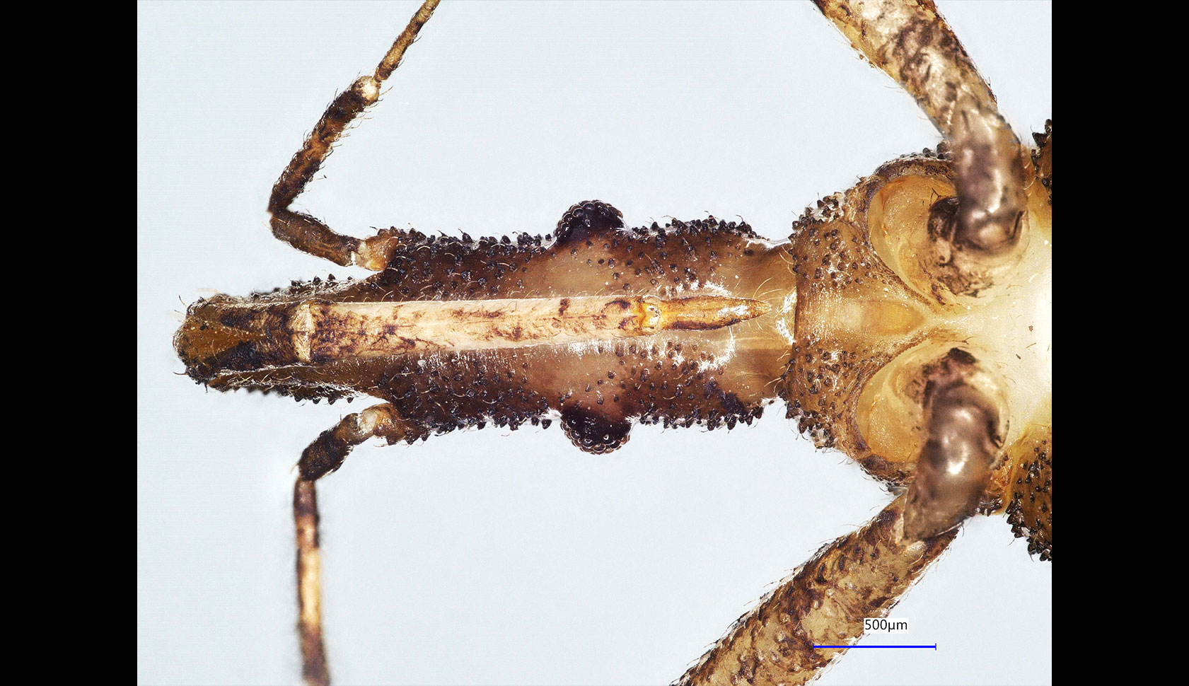 microscope image of the underside of the kissing bug species Panstrongylus megistus