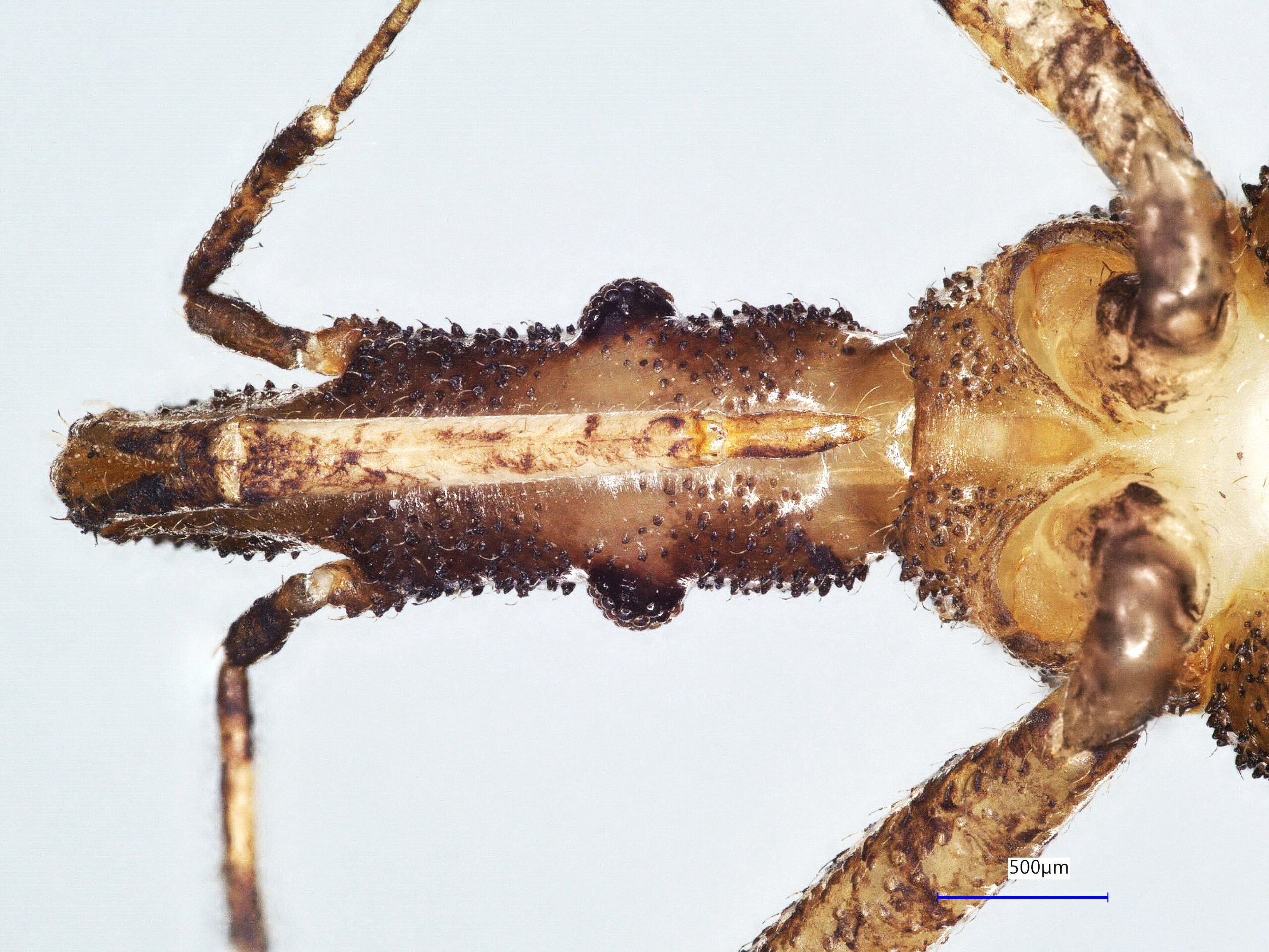 microscope image of the underside of the kissing bug species Panstrongylus megistus