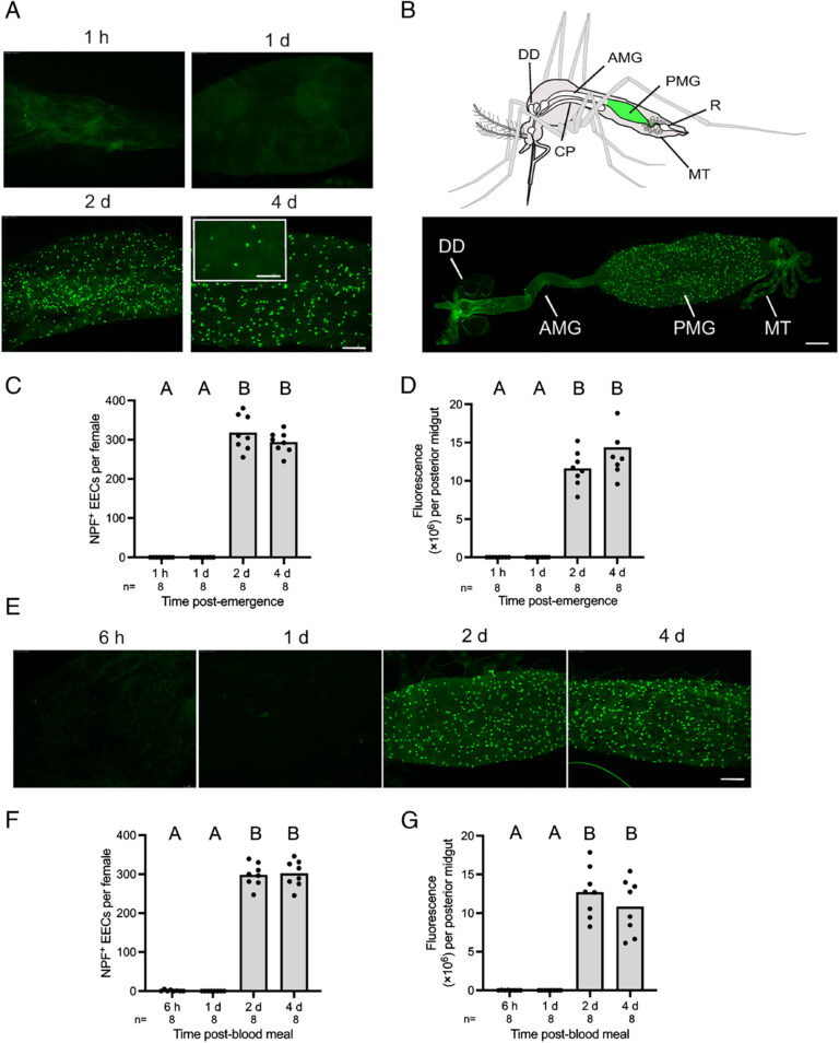 Reciprocal interactions between neuropeptide F and RYamide regulate ...