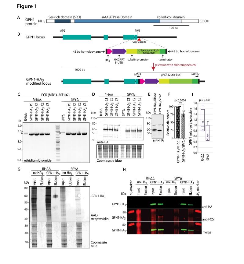 Figure one from the paper
