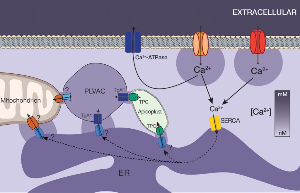 Hypothetical model showing Ca2+ entry through two different types of Ca2+ channels, uptake by T. gondii sarco/endoplasmic reticulum Ca2+- ATPase (TgSERCA) into the endoplasmic reticulum (ER) and distribution to the other organelles via transfer from the ER to the mitochondria, Plant-Like Vacuolar Compartment (PLVAC), and apicoplast.