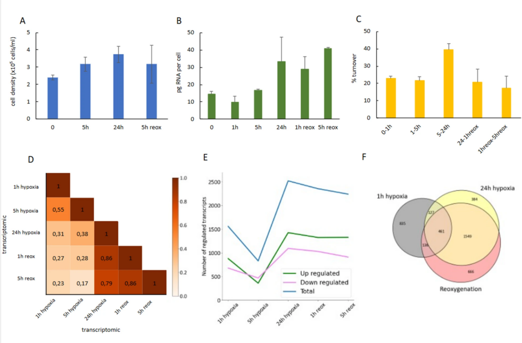 Six scientific charts and graphs display experimental data on cell density, RNA levels, turnover, transcriptomic changes, gene regulation, and Venn diagram group overlaps at various time points.