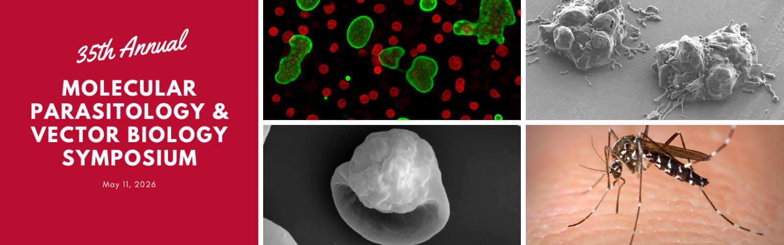 Symposium web banner Banner for the 35th Annual Molecular Parasitology & Vector Biology Symposium, featuring images of cells, parasites, and a mosquito. Event date: May 11, 2026.
