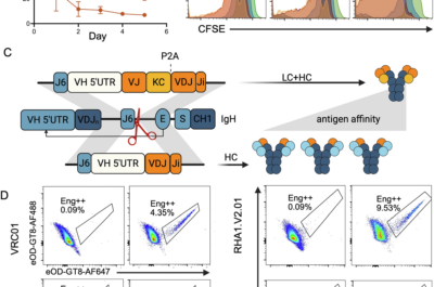 Graphs and flow cytometry plots display cell viability data, antibody engineering diagrams, and expression analysis for HIV broadly neutralizing antibodies and vaccine elicitation studies using genome-edited B cells in scientific research.