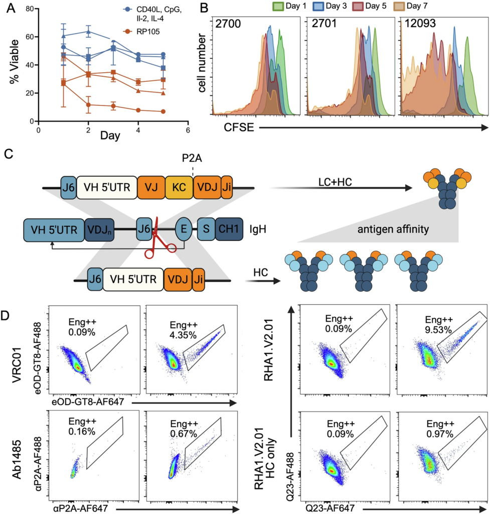 Graphs and flow cytometry plots display cell viability data, antibody engineering diagrams, and expression analysis for HIV broadly neutralizing antibodies and vaccine elicitation studies using genome-edited B cells in scientific research.