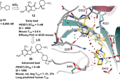 Diagram showing the chemical optimization of a compound with multistage antimalarial activity for malaria treatment and a 3D structure (yellow) bound to Plasmodium Lysyl-tRNA Synthetase, highlighting key amino acid interactions.