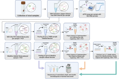 Flowchart illustrating the steps from stool sample collection to DNA extraction, pooling, genome-targeted enrichment through single and double capture, library prep, and sequencing of Cryptosporidium in an Illumina instrument.