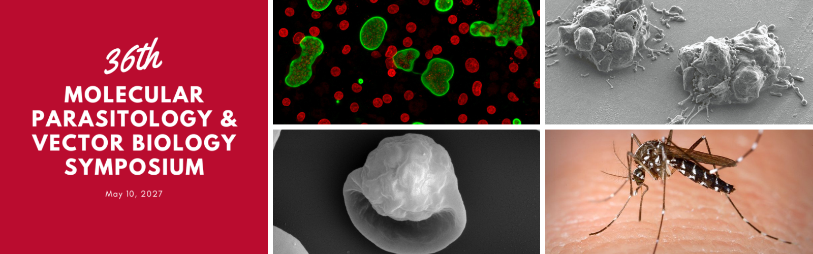 Symposium web banner Banner for the 36th Molecular Parasitology & Vector Biology Symposium, with microscopic images of cells and a mosquito on skin.